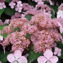 Hydrangea serrata 'Blue Bird' fleur